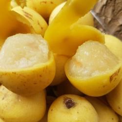 Traditions Africaines - Marula