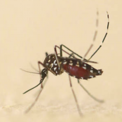 Les maladies liées aux piqûres de moustiques 
